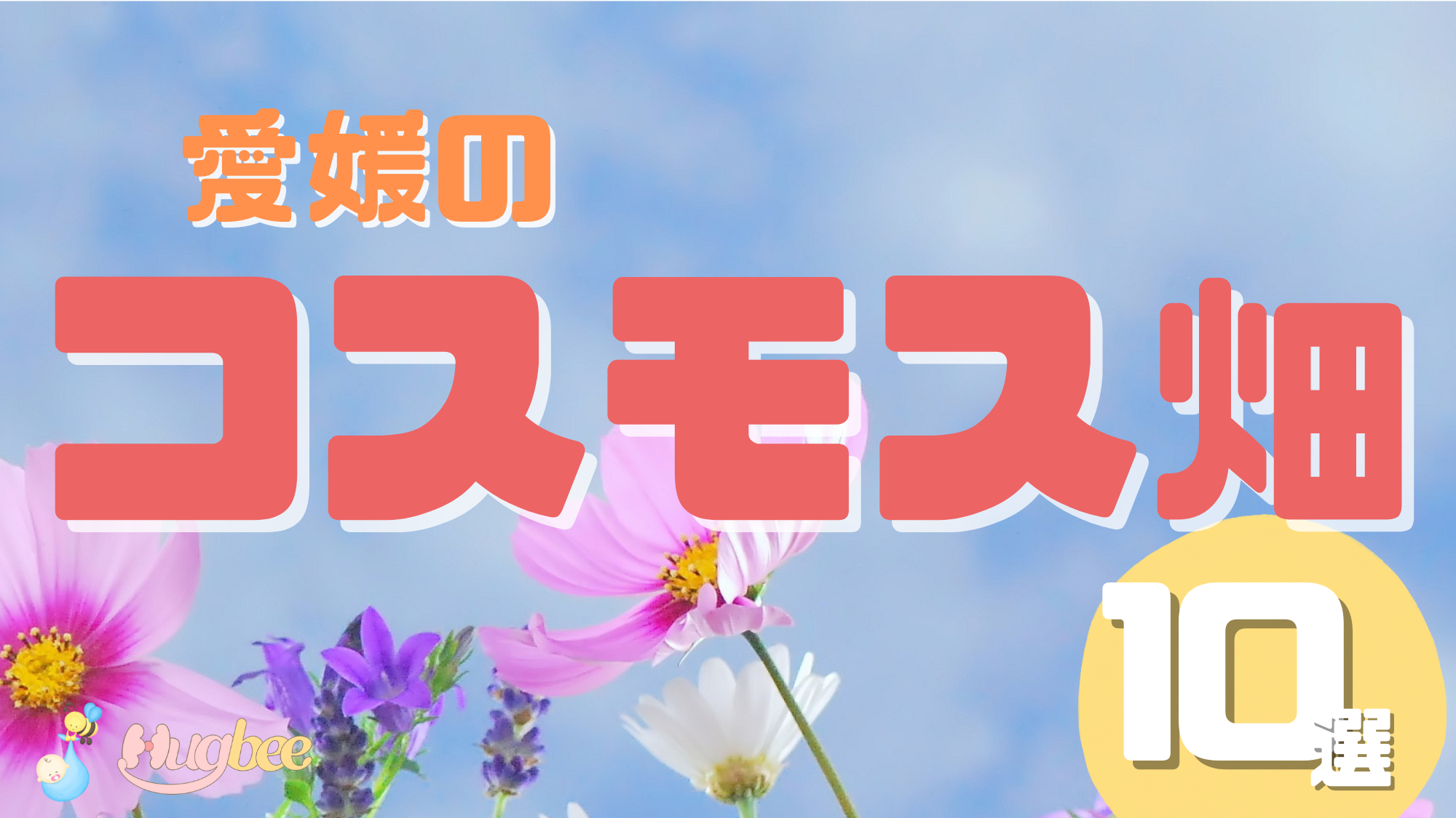 【2023最新/愛媛県】秋の「コスモス畑」おすすめ10選！2023年の見頃をチェック！